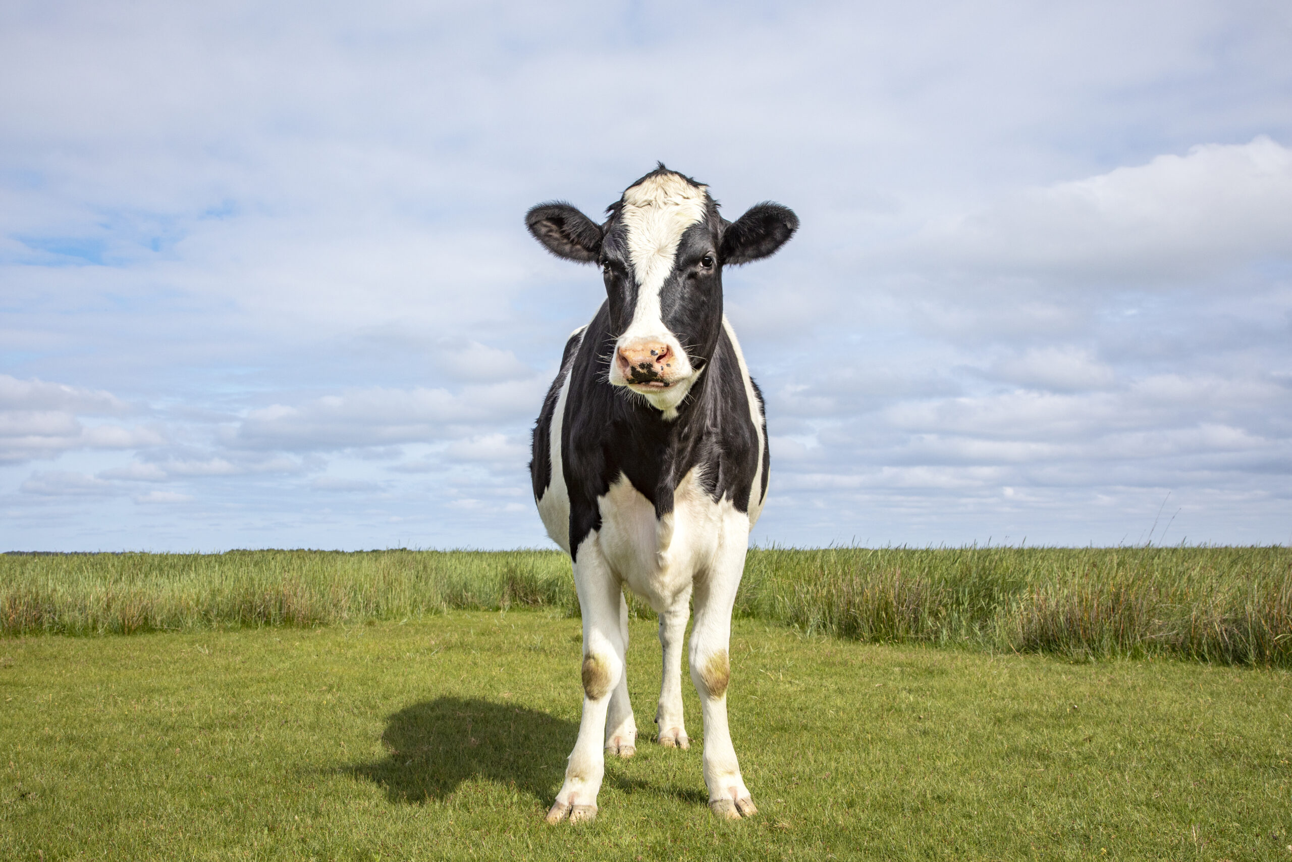 Wat komt kijken bij een koe de wei - Nederland Voedselland
