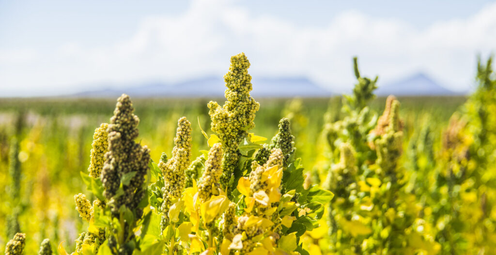 Lokale productie quinoa voedsel transitie