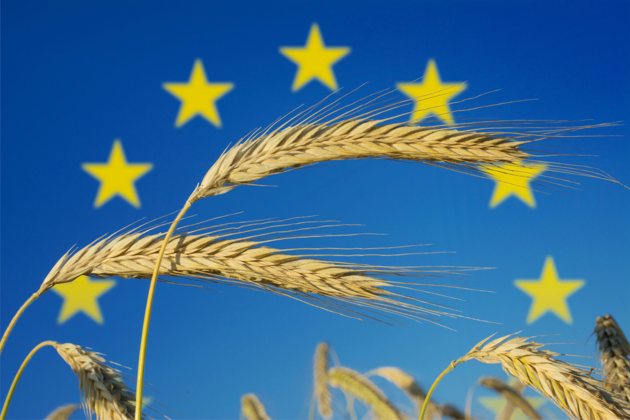 Het verschil tussen zure room en crème fraîche - Nederland Voedselland